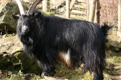Jasper_2
