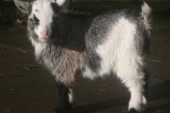 Quicksilver_1